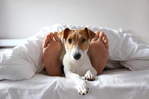 sleeping man's feet with jack russel dog