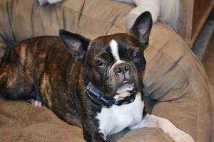 All About The Boston Terrier German Shepherd Mix (With Pictures)