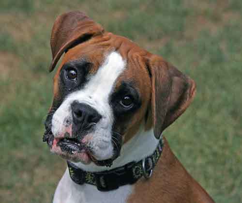 cute boxer puppy