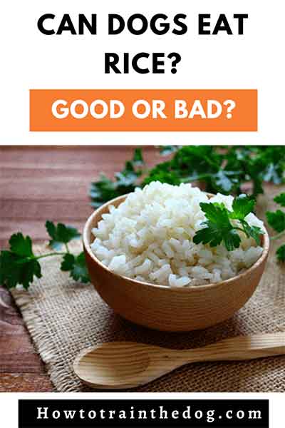 Can Dogs Eat Rice? Is It Good And Safe, Or Bad For Them?