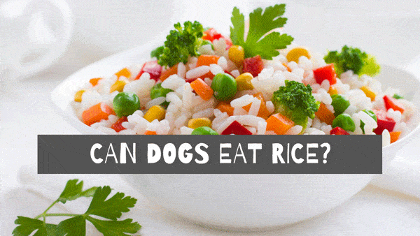is rice good for dogs?