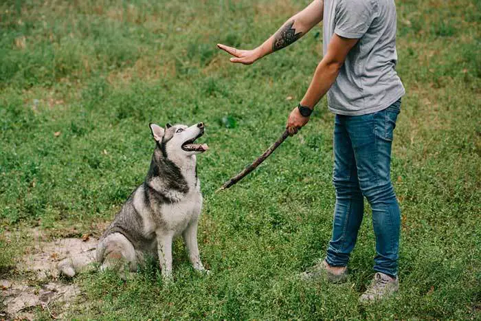 dog trainer and husky dog