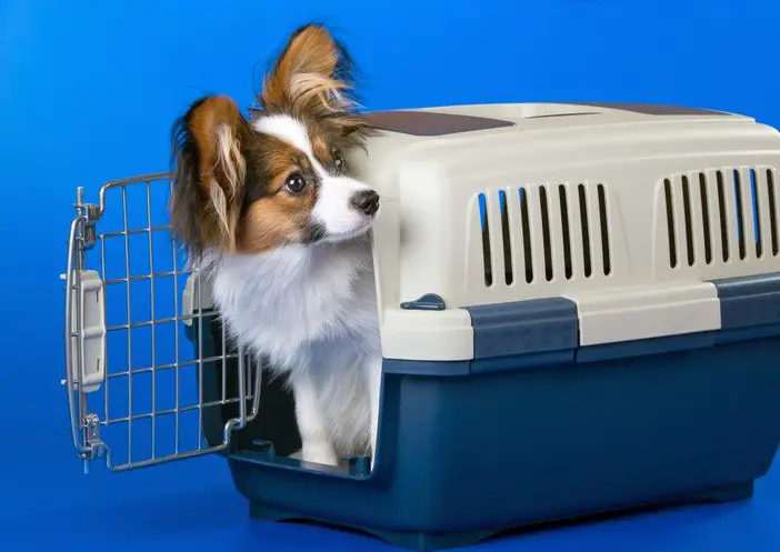 papillon dog in crate