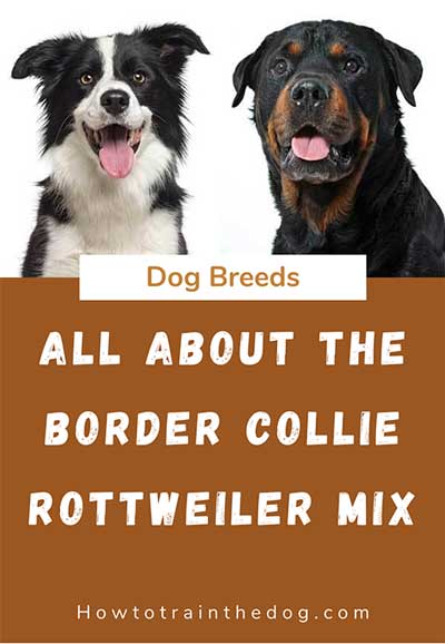 Border collie rottweiler mix lifespan