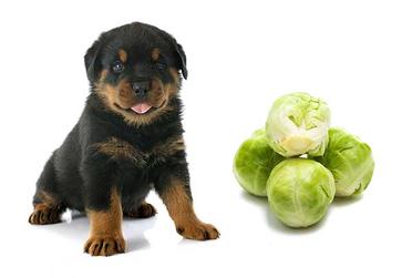 are sprouts safe for dogs