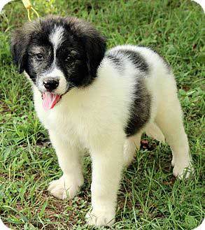 Great Pyrenees Aussie Mix