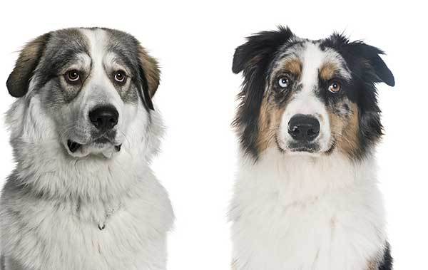 All About The Great Pyrenees Australian Shepherd Mix ...
