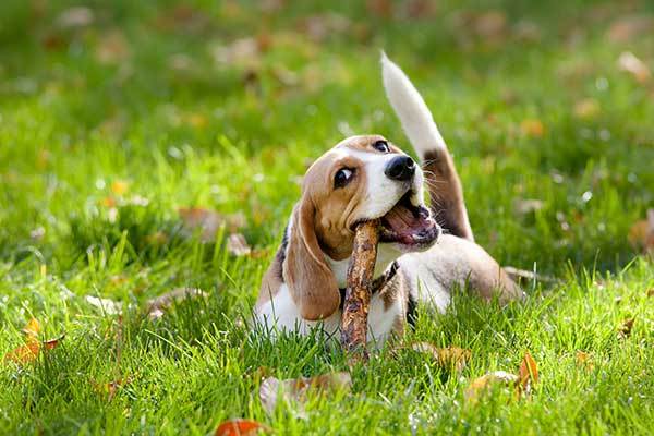 cute beagle playing in park