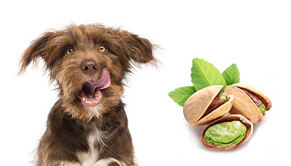 can my dog eat pistachios?