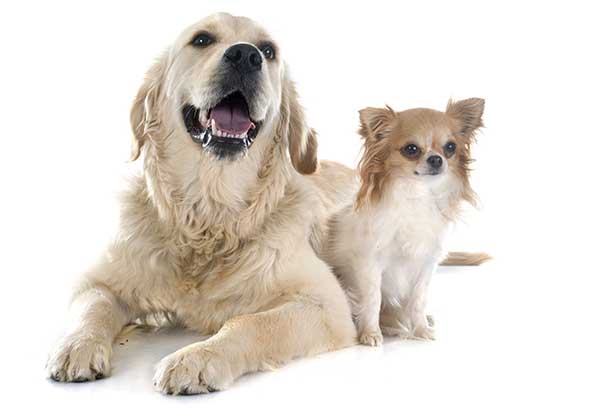 Chihuahua dog with Golden Retriever