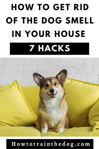 How to Get Rid of the Dog Smell in Your House (Safely and Permanently)