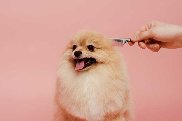 Are Pomeranians allergy-friendly dogs?