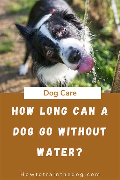 How Long Can A Dog Go Without Water And When Does It Spell Danger?