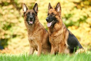 10 Tips on How to Keep Your German Shepherd Happy