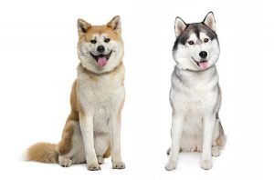 All About The Husky Akita Mix (Huskita)