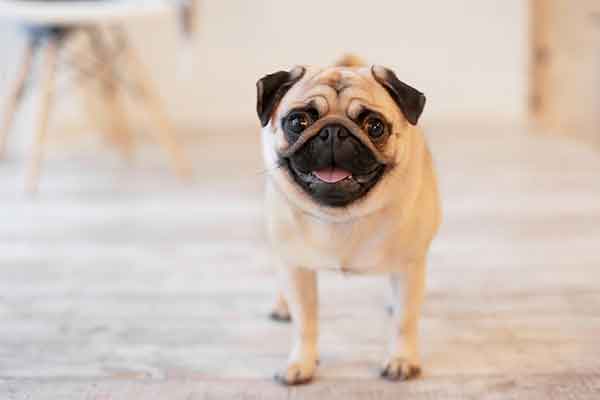 What Were Pugs Bred For? Find Out In This Comprehensive Overview