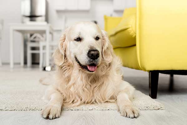 Labrador dog scratching the carpet