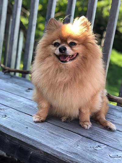 Pomeranian Dog Laughing