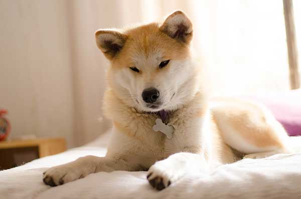 Akita Dog History