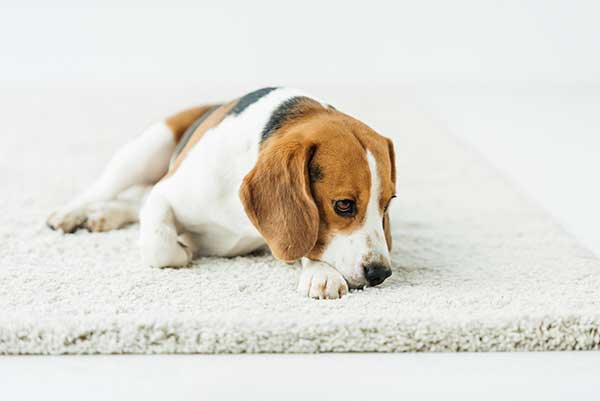 Cute beagle lying on white carpet at home