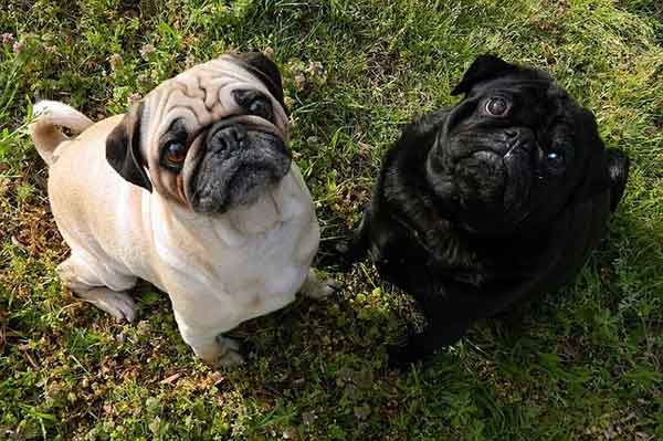 Black and Fawn Pug