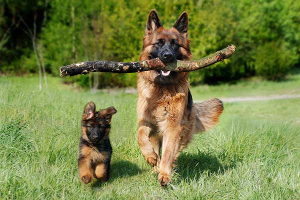 Happy German Shepherd Dog And Puppy