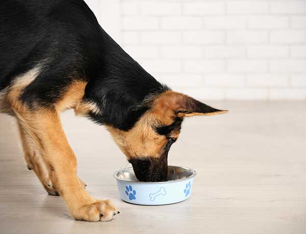 Cute German Shepherd Dog Eating From His Bowl