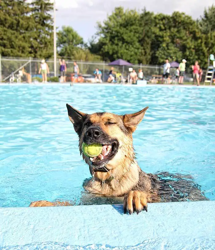 Happy German Shepherd Dog Swimming