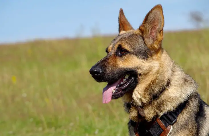 Signs of Unhappy German Shepherd