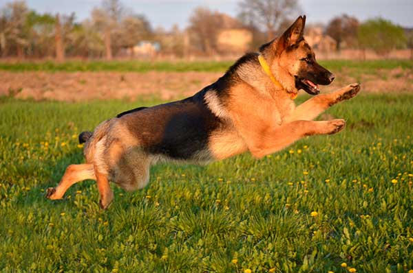 German Shepherd Running