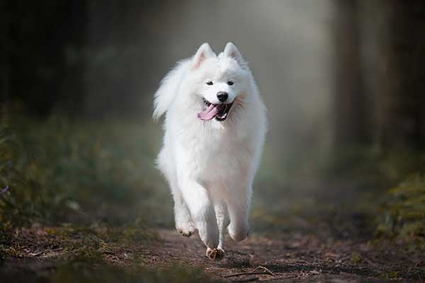 Happy Samoyed Dogs