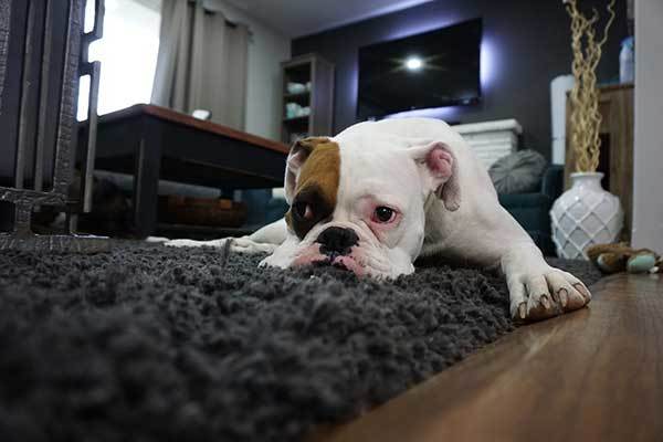 lazy boxer dog on carpet