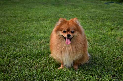 Pomeranian dog smiling