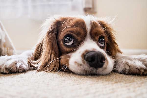 Why does my nursing dog dig on the carpet