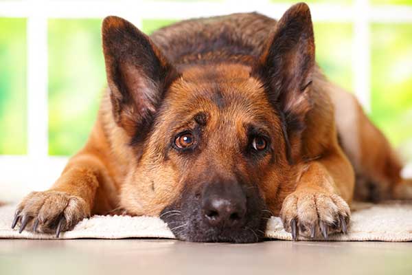 Why Is My German Shepherd Sad?