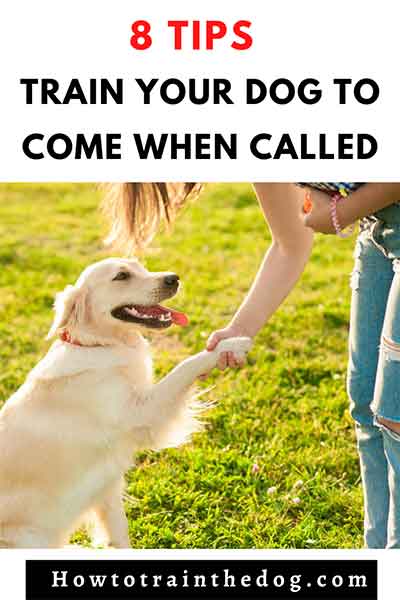 how to train a dog to come when you call them