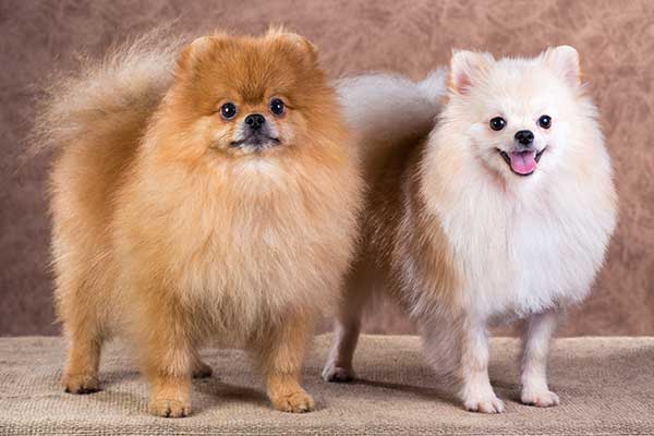 cute two Pomeranian dogs