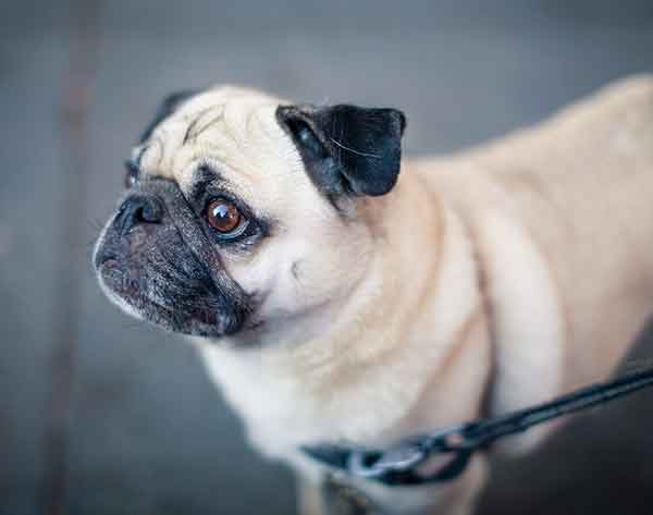 What Were Pugs Bred For? Find Out In This Comprehensive Overview