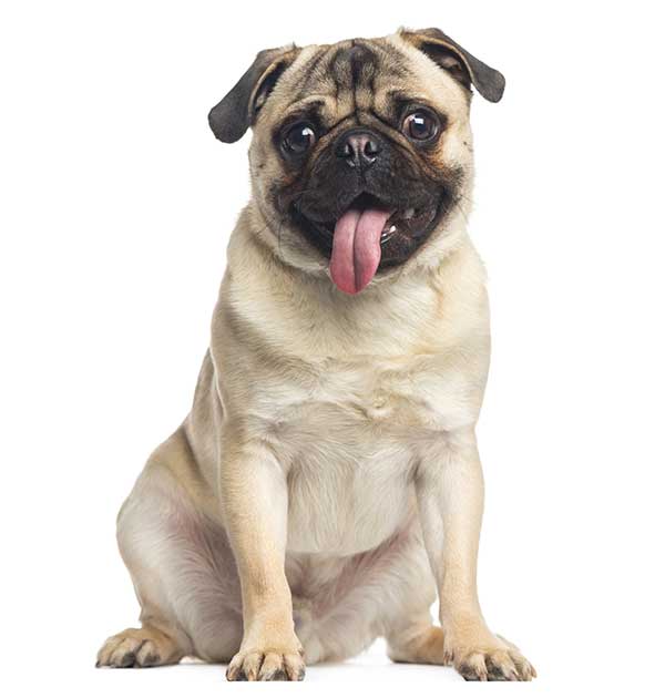 cute pug dog panting with his tongue out