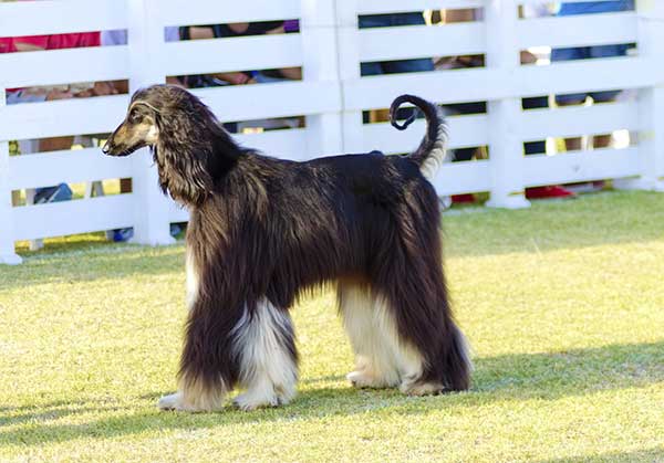 Afghan Hound