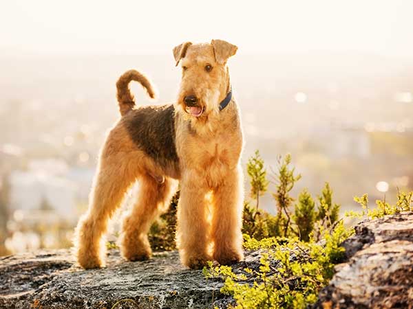 Airedale Terrier Dog