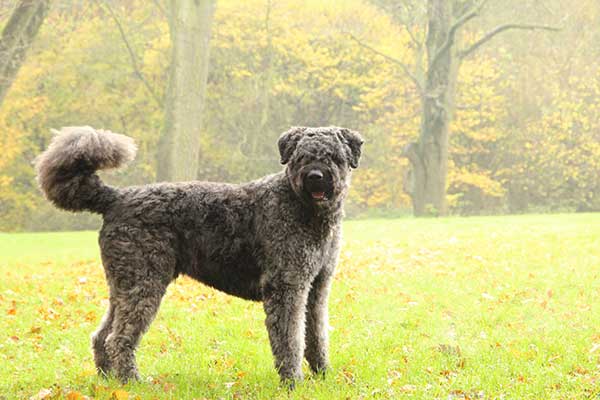 Bouvier des Flandres dog outside in the grass