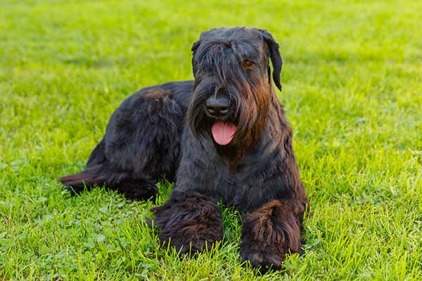 Giant Schnauzer