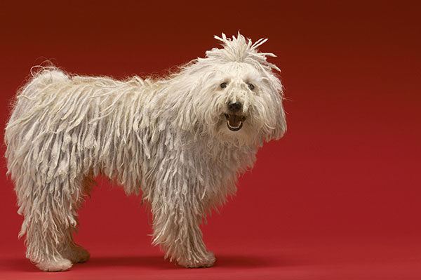 Cute Komondor Dog