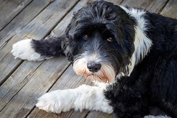 Black and White Cute Portuguese Water Dog