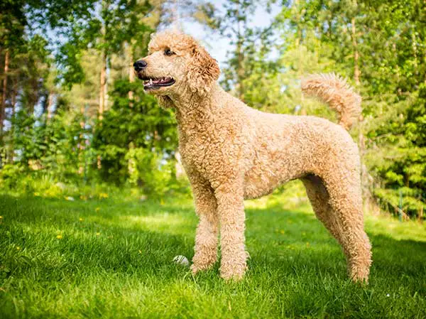 Standard Poodle in the Summer