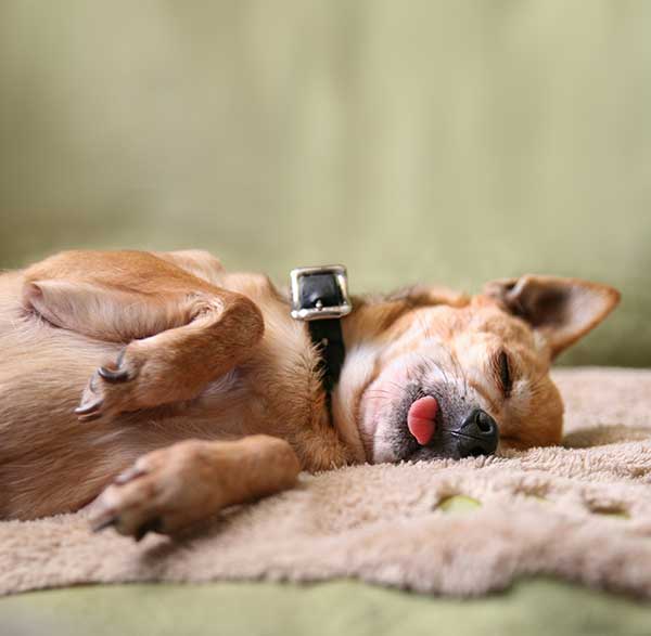chihuahua dog sleeping with his tongue out