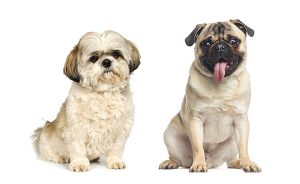 Pug Shih Tzu Mix (Pug-Zu): The Ultimate Guide with Pictures