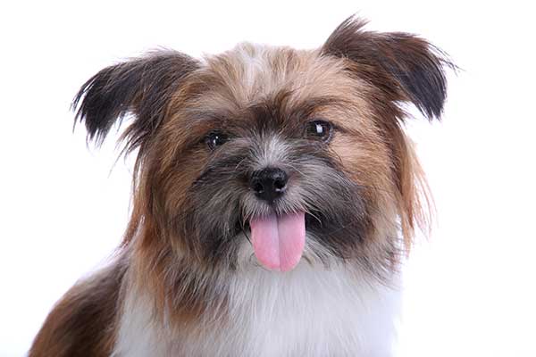 why do dogs stick their tongue out?