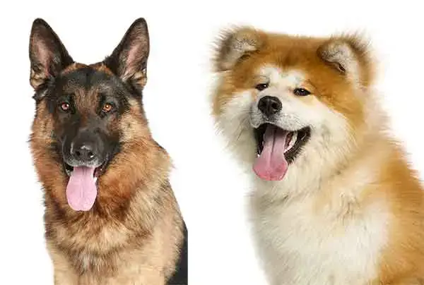 how big do german shepherd akita and corgi mix get